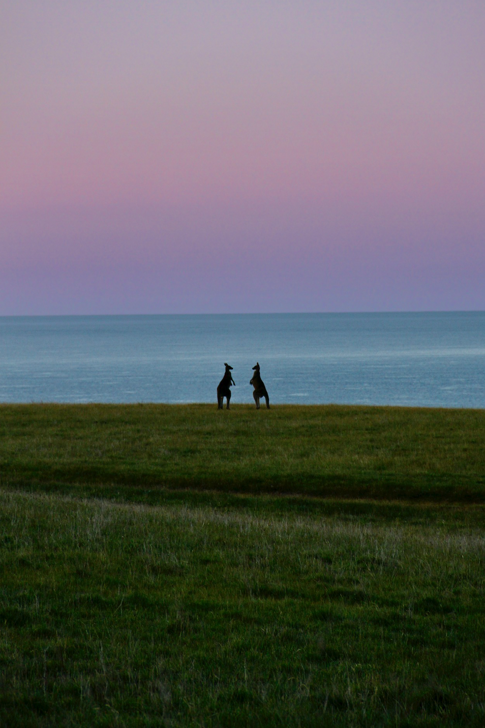 Purple Haze.