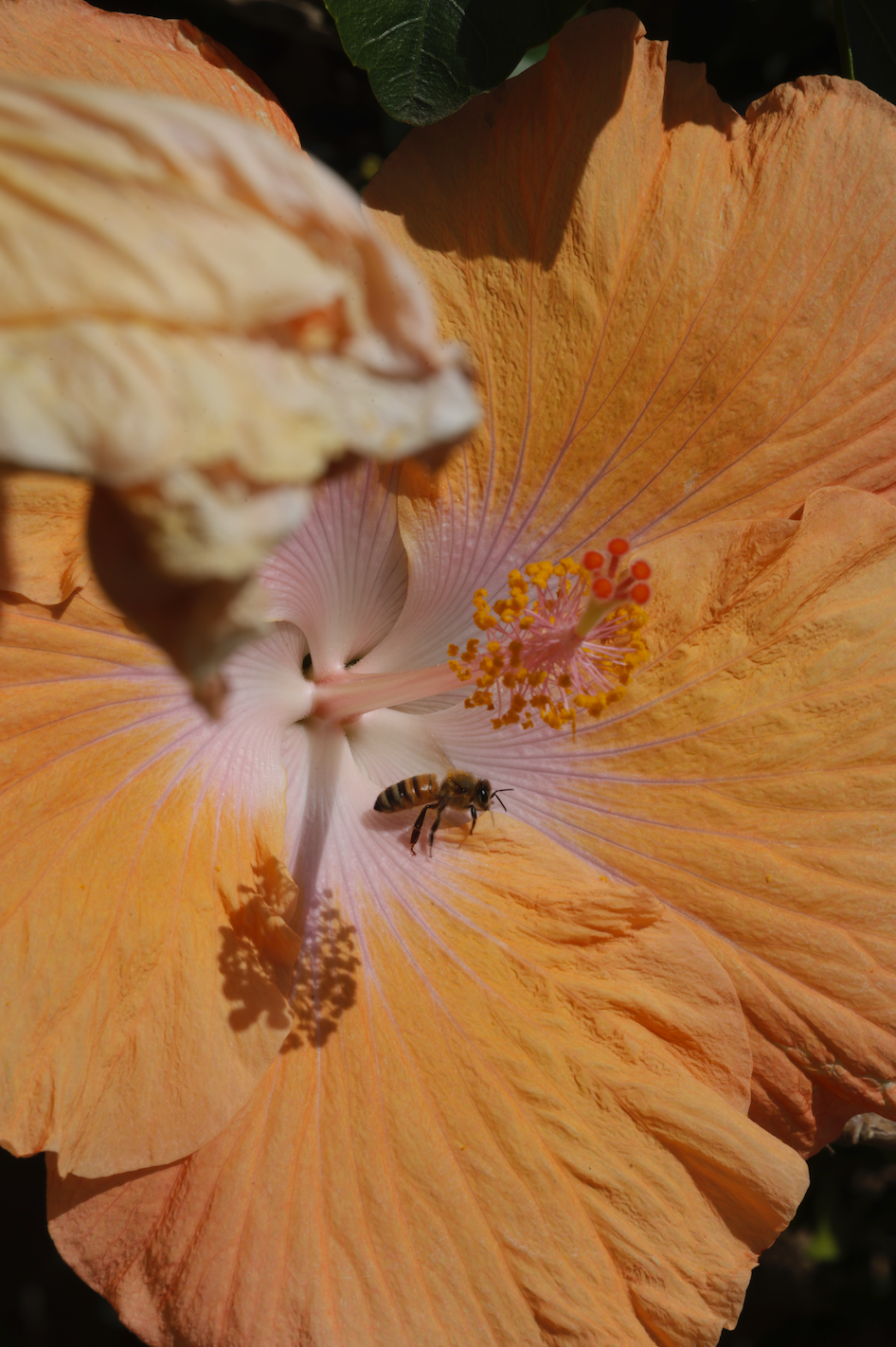 Alohi.